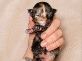 3 chatons Maine Coon à réserver LOOF nés mai 2026