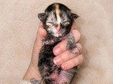 3 chatons Maine Coon à réserver LOOF nés en mai 2026