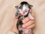 3 chatons Maine Coon à réserver LOOF nés en mai 2026