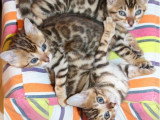 8 chatons Bengal LOOF disponibles à la réservation nés en mai 2026