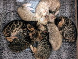 8 chatons Bengal LOOF disponibles à la réservation nés en mai 2026