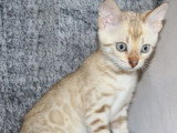 8 chatons Bengal LOOF disponibles à la réservation nés en mai 2026