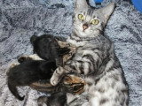 8 chatons Bengal LOOF disponibles à la réservation nés en mai 2026