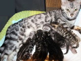 8 chatons Bengal LOOF disponibles à la réservation nés en mai 2026