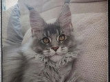 Chaton femelle Maine Coon bleue silver ticked tabby LOOF de juillet 2025 à vendre
