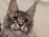 Chaton femelle Maine Coon bleue silver ticked tabby LOOF de juillet 2025 à vendre