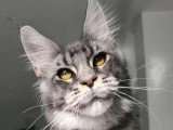 Chaton femelle Maine Coon bleue silver ticked tabby LOOF de juillet 2025 à vendre