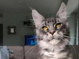 Chaton femelle Maine Coon bleue silver ticked tabby LOOF de juillet 2025 à vendre