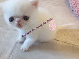 Chatons Exotic Shorthair à vendre