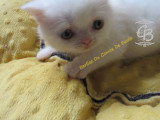 Chatons Exotic Shorthair à vendre