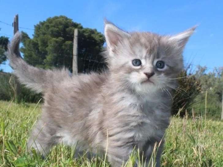 2 chatons femelles Maine Coon LOOF d'avril 2026 à réserver