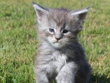 2 chatons femelles Maine Coon LOOF d'avril 2026 à réserver