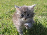 2 chatons femelles Maine Coon LOOF d'avril 2026 à réserver