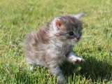 2 chatons femelles Maine Coon LOOF d'avril 2026 à réserver