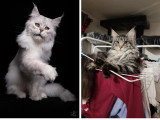 2 chatons femelles Maine Coon LOOF d'avril 2026 à réserver