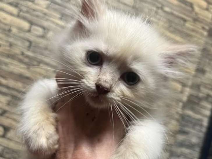 Magnifiques Ragdolls type Chérubim à vendre