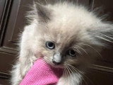 Magnifiques Ragdolls type Chérubim à vendre