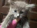 Magnifiques Ragdolls type Chérubim à vendre