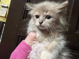 Magnifiques Ragdolls type Chérubim à vendre