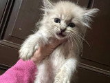 Magnifiques Ragdolls type Chérubim à vendre