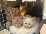 Magnifiques Ragdolls type Chérubim à vendre