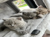 Chatons de type British Shorthair à vendre (3 femelles)
