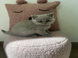 Chatons de type British Shorthair à vendre (3 femelles)