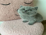 Chatons de type British Shorthair à vendre (3 femelles)