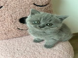 Chatons de type British Shorthair à vendre (3 femelles)