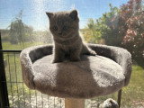 Chatons de type British Shorthair à vendre (3 femelles)