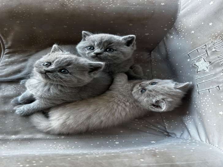 Chatons de type British Shorthair à vendre (3 femelles)