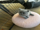 Chatons de type British Shorthair à vendre (3 femelles)