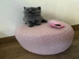 Chatons de type British Shorthair à vendre (3 femelles)