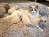 Chatons Ragdoll LOOF grande lignée