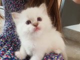Chatons Sacré de Birmanie mâles à réserver