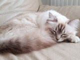 Chatons Sacré de Birmanie mâles à réserver