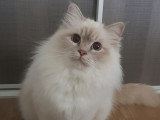 Chatons Sacré de Birmanie mâles à réserver