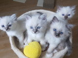 Chatons Sacré de Birmanie mâles à réserver