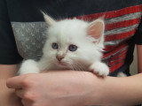 Chatons Sacré de Birmanie mâles à réserver