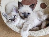 Chatons Sacré de Birmanie mâles à réserver