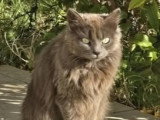 Diva, chatte à adopter en association