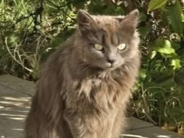 Diva, chatte à adopter en association