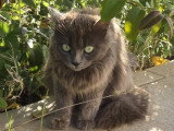 Diva, chatte à adopter en association