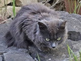 Diva, chatte à adopter en association