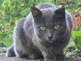 Salsa, jeune chatte à adopter en association
