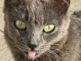 Grace, adorable chatte à adopter en association