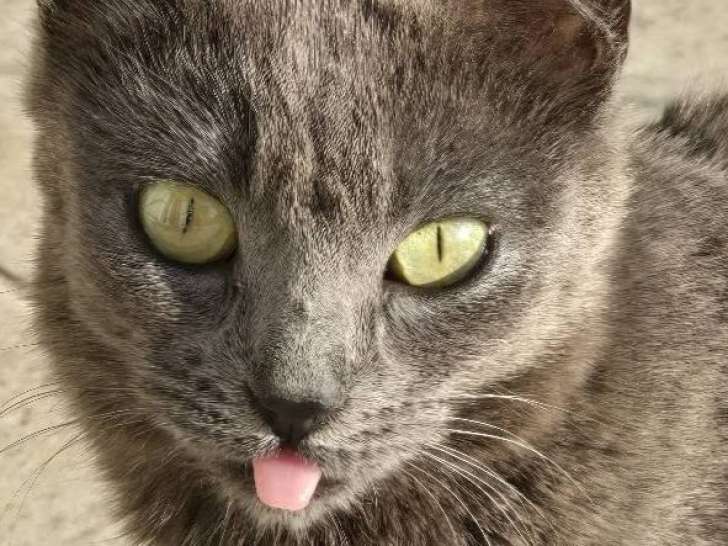 Grace, adorable chatte à adopter en association
