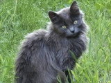 Olga, jeune chatte à adopter en association