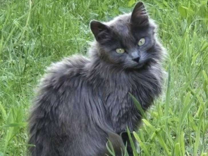 Olga, jeune chatte à adopter en association