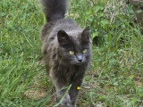 Olga, jeune chatte à adopter en association